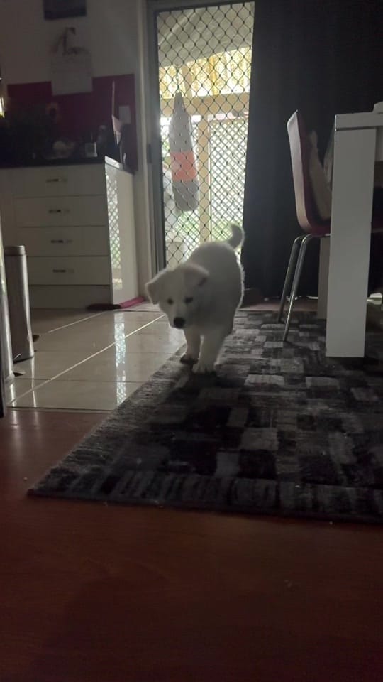 Post 8 by Steve Phoenix on TikTok (video)