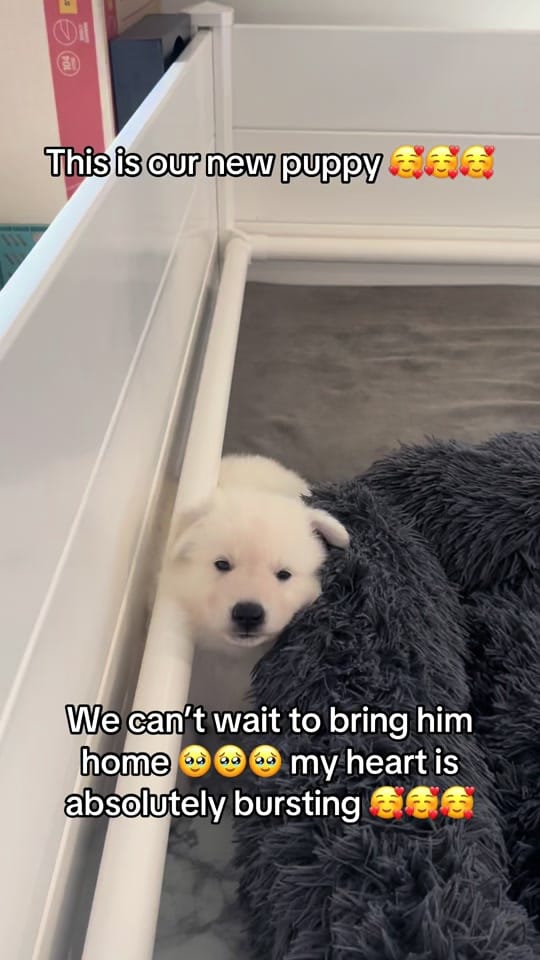 Post 9 by Steve Phoenix on TikTok (video)