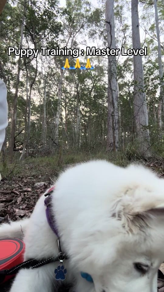 Post 6 by Steve Phoenix on TikTok (video)