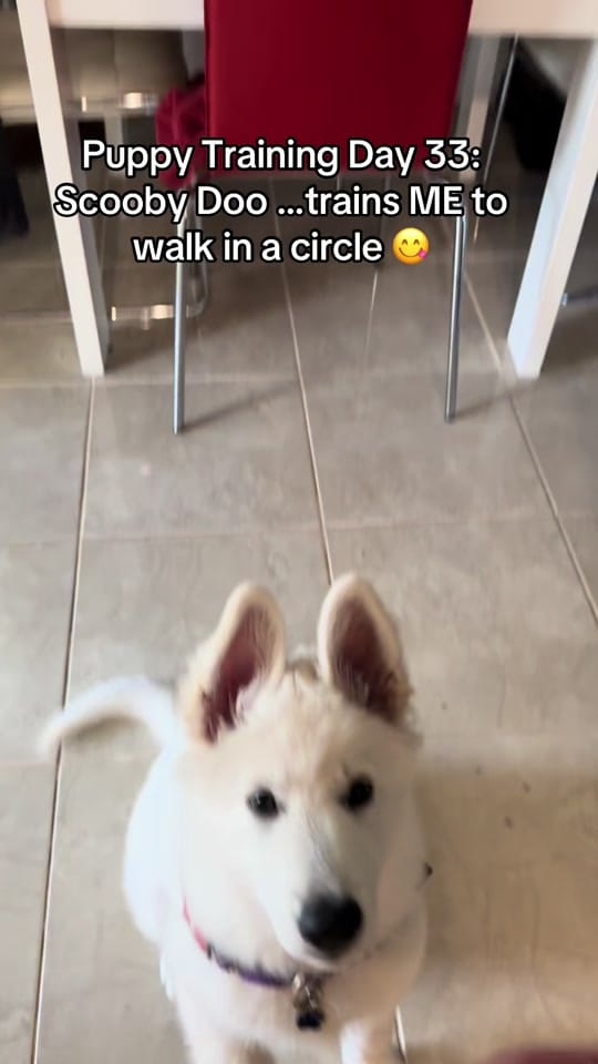 Post 4 by Steve Phoenix on TikTok (video)