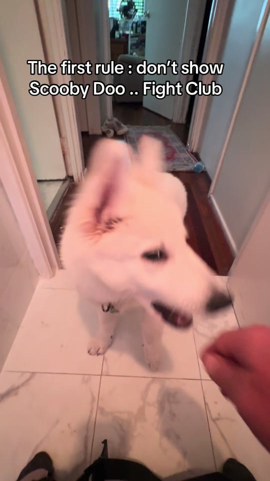Post 7 by Steve Phoenix on TikTok (video)