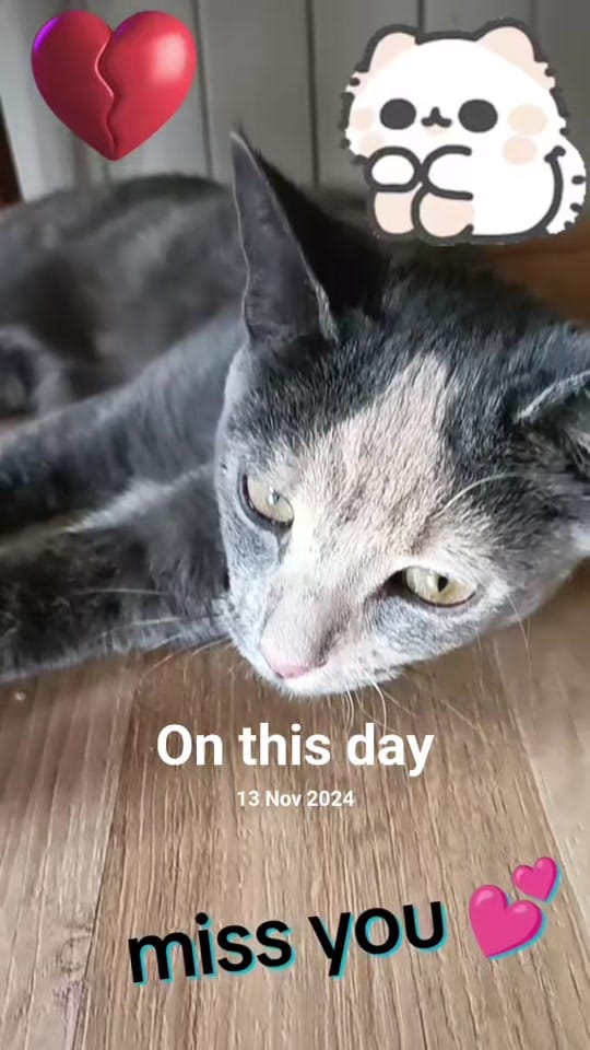 Post 8 by Snaggle the Pleasurepuss on TikTok (video)