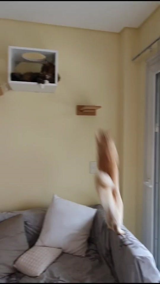 Post 10 by 🐾 Paula Salama 🐾 on TikTok (video)