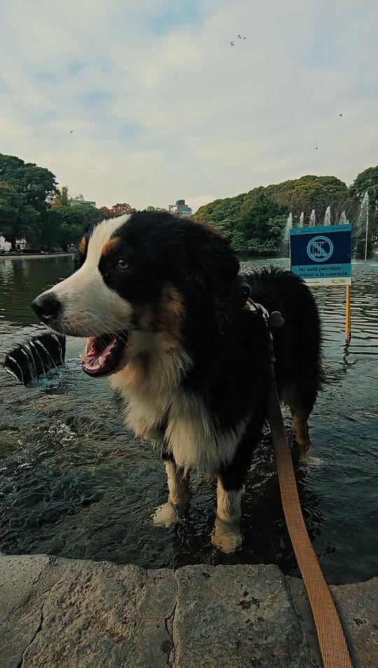 Post 5 by 🐾 Paula Salama 🐾 on TikTok (video)