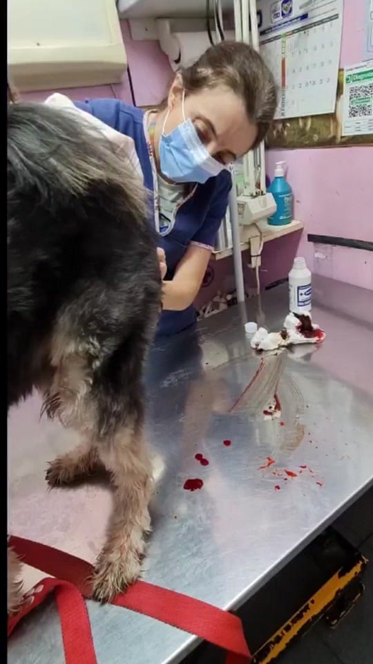 Post 9 by 🐾 Paula Salama 🐾 on TikTok (video)