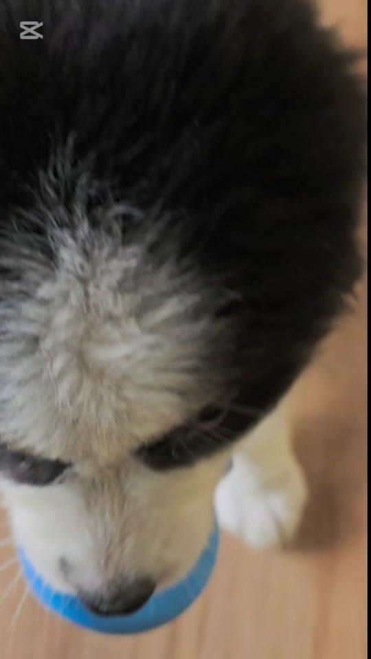 Post 6 by 🐾 Paula Salama 🐾 on TikTok (video)