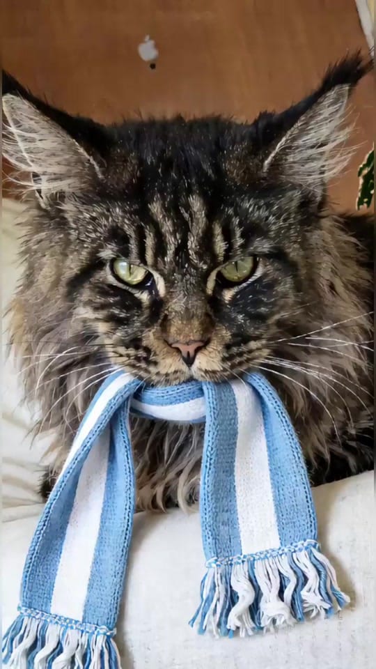 Post 3 by 🐾 Paula Salama 🐾 on TikTok (video)