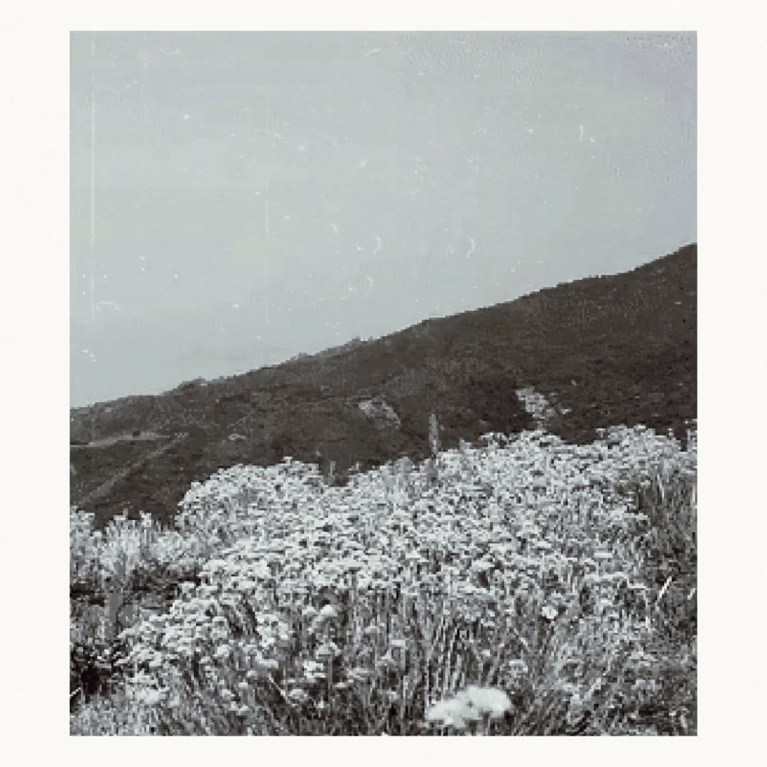 Post 10 by FLORATROPIA paris on Instagram (video)