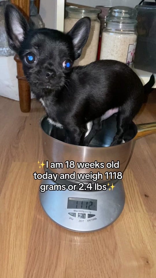 Post 7 by the_chihuahua_peanut on TikTok (video)