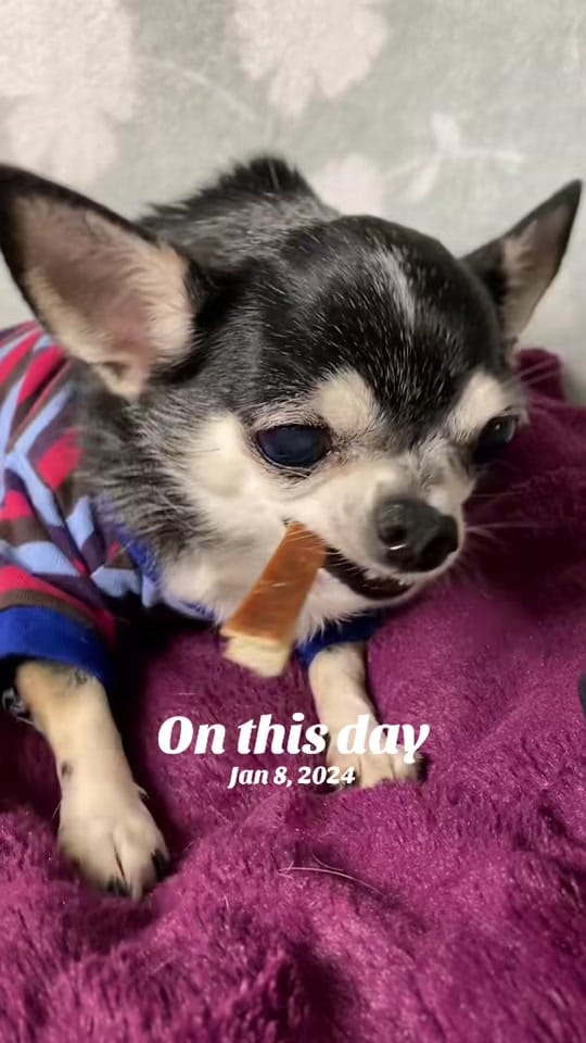 Post 8 by the_chihuahua_peanut on TikTok (video)