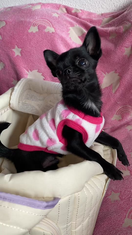 Post 2 by the_chihuahua_peanut on TikTok (video)