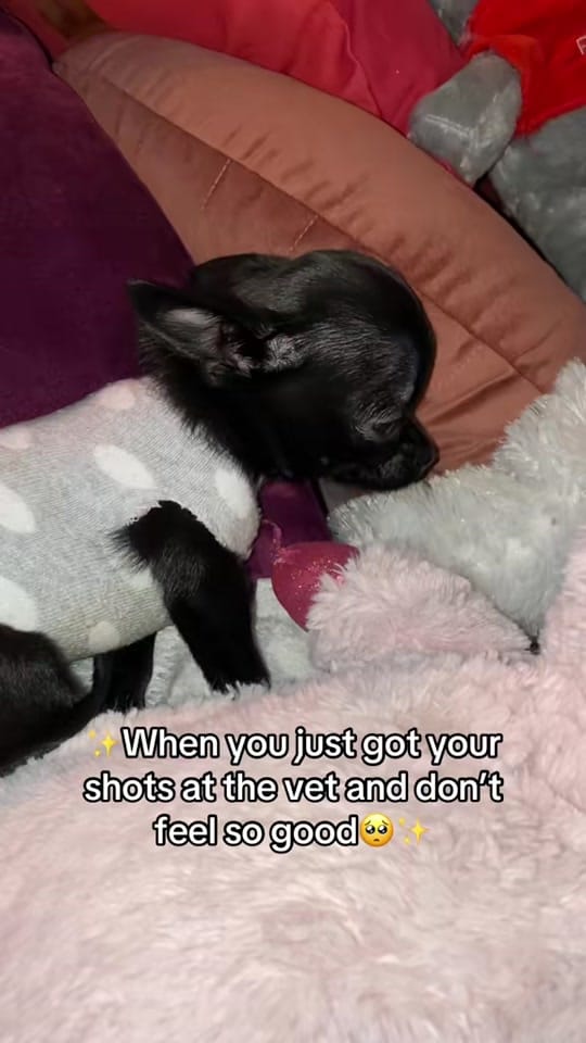 Post 6 by the_chihuahua_peanut on TikTok (video)
