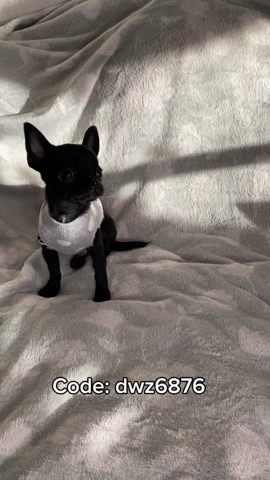 Post 4 by the_chihuahua_peanut on TikTok (video)