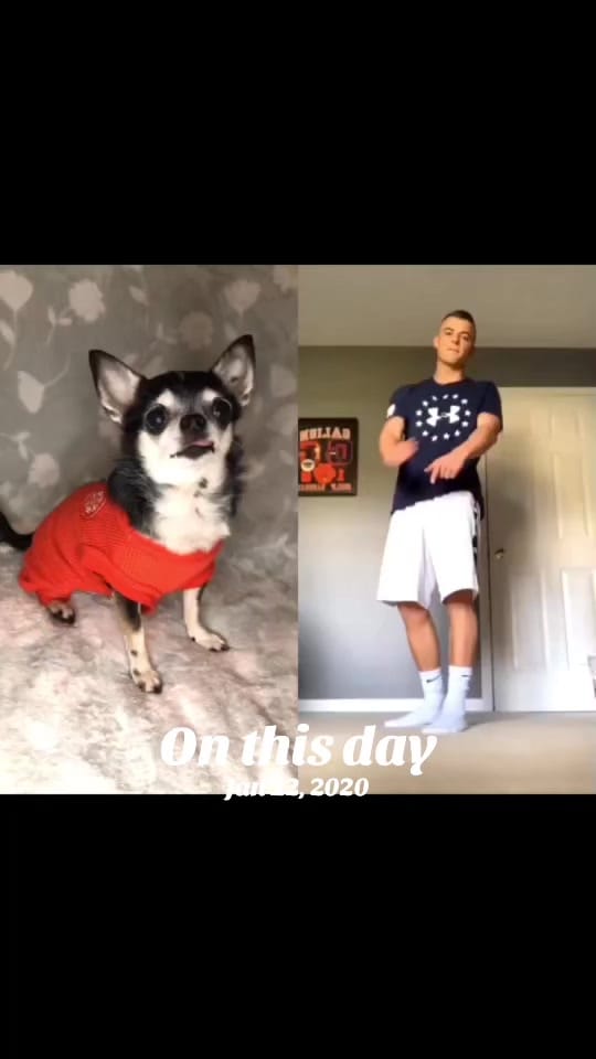 Post 5 by the_chihuahua_peanut on TikTok (video)