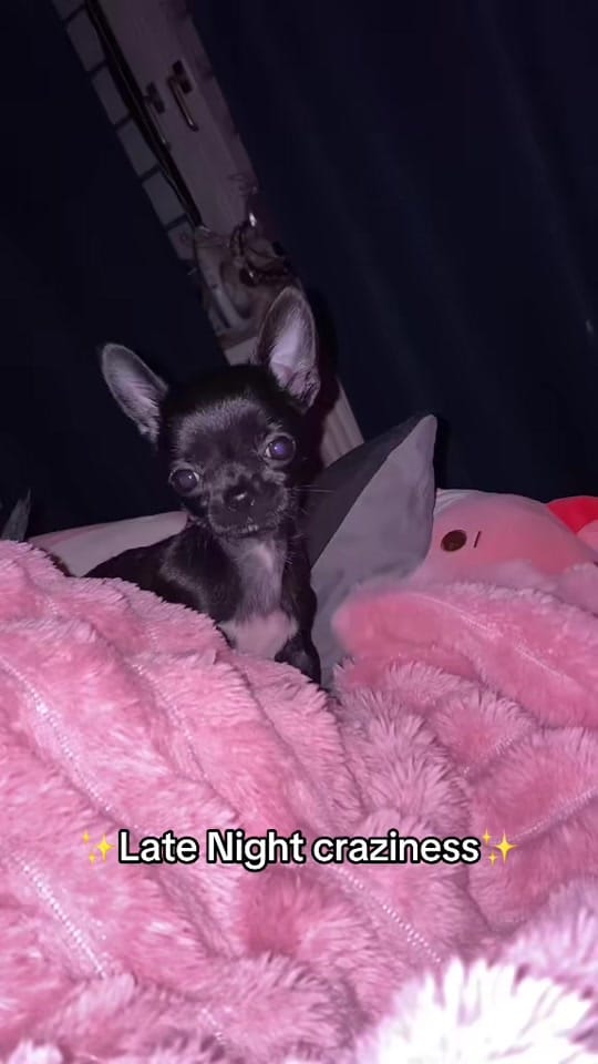 Post 9 by the_chihuahua_peanut on TikTok (video)