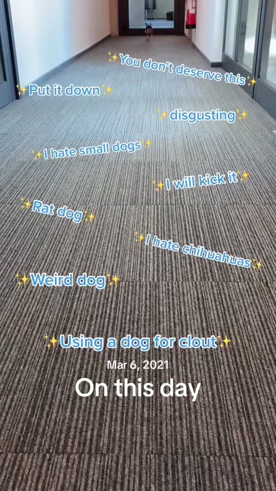 Post 1 by the_chihuahua_peanut on TikTok (video)