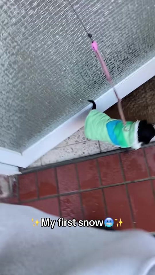 Post 10 by the_chihuahua_peanut on TikTok (video)