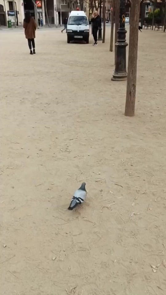Post 8 by Guillermo Meraz on TikTok (video)