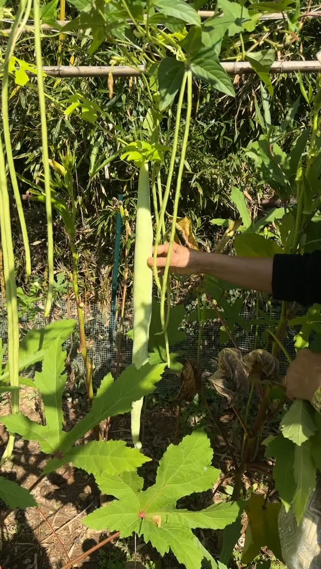Post 1 by My Mother's Kitchen on Instagram (video)