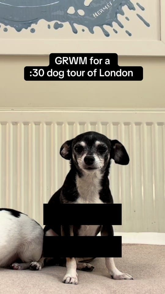 Post 5 by Amanda brought her dogs on TikTok (video)
