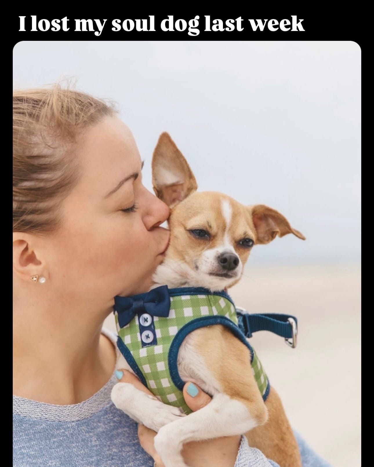 Post 8 by Amanda brought her dogs on TikTok (video)