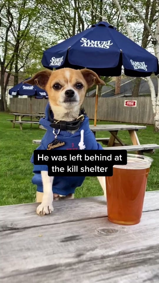 Post 9 by Amanda brought her dogs on TikTok (video)
