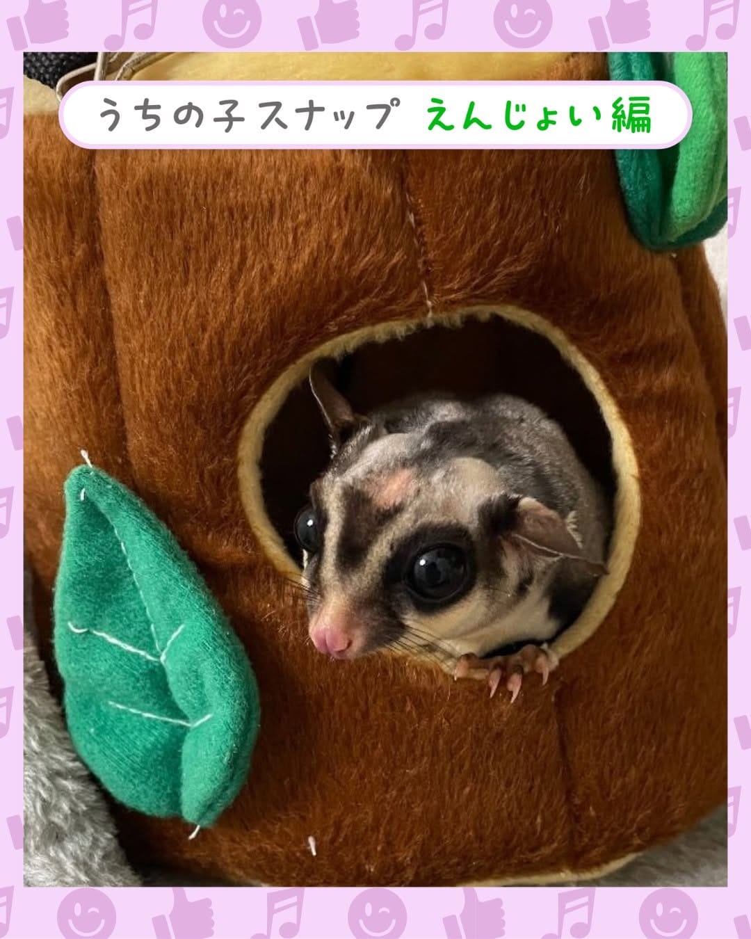 Post 1 by ペット保険の第一アイペット on Instagram (image)