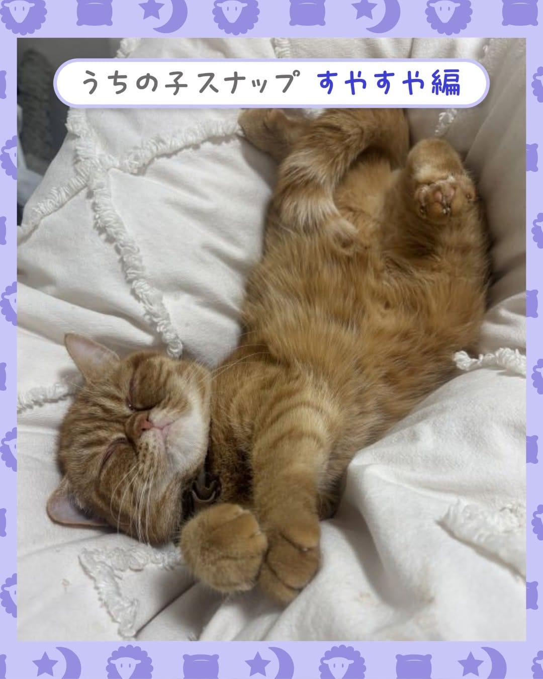 Post 4 by ペット保険の第一アイペット on Instagram (image)