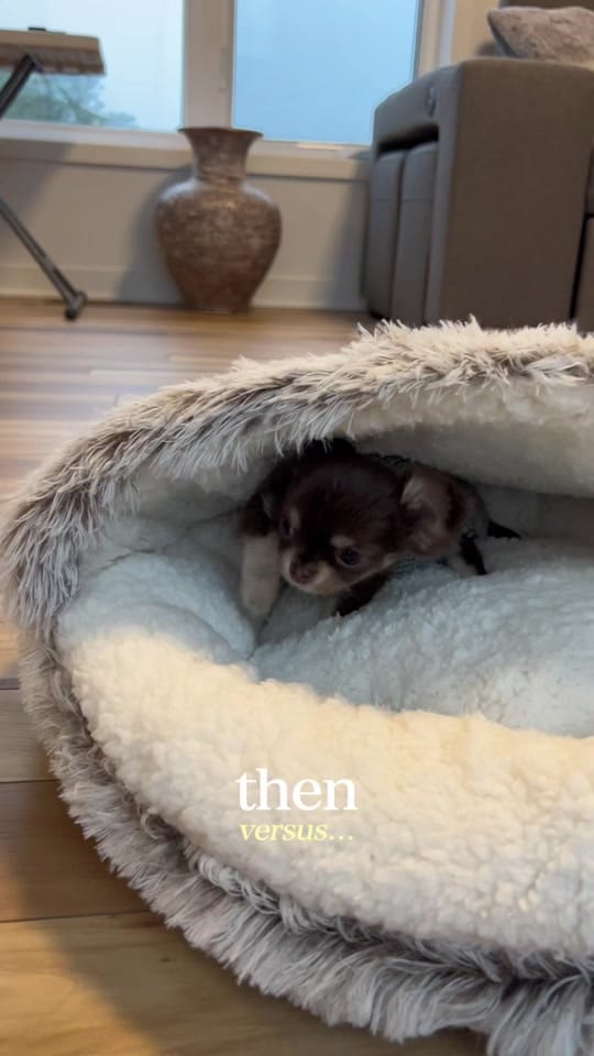 Post 7 by Lou the Chichi on TikTok (video)