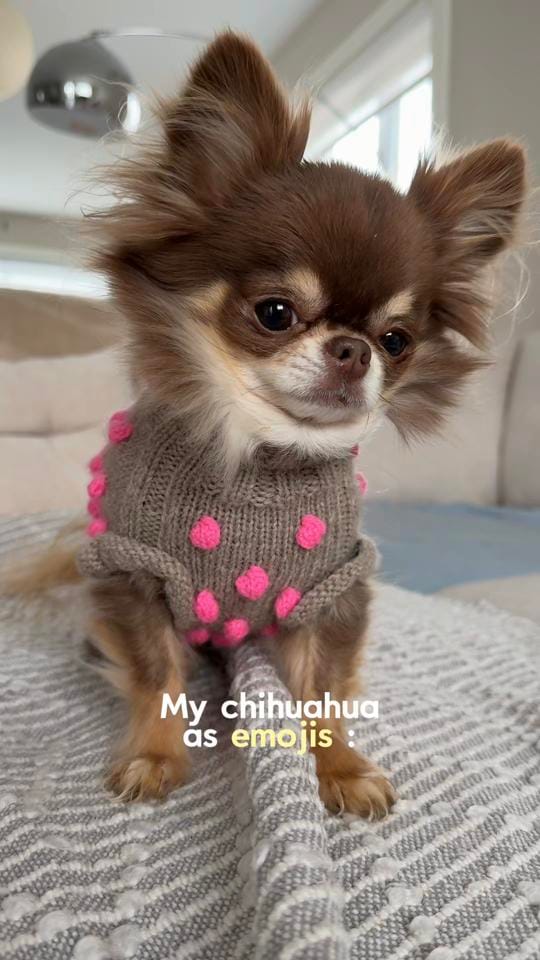 Post 3 by Lou the Chichi on TikTok (video)