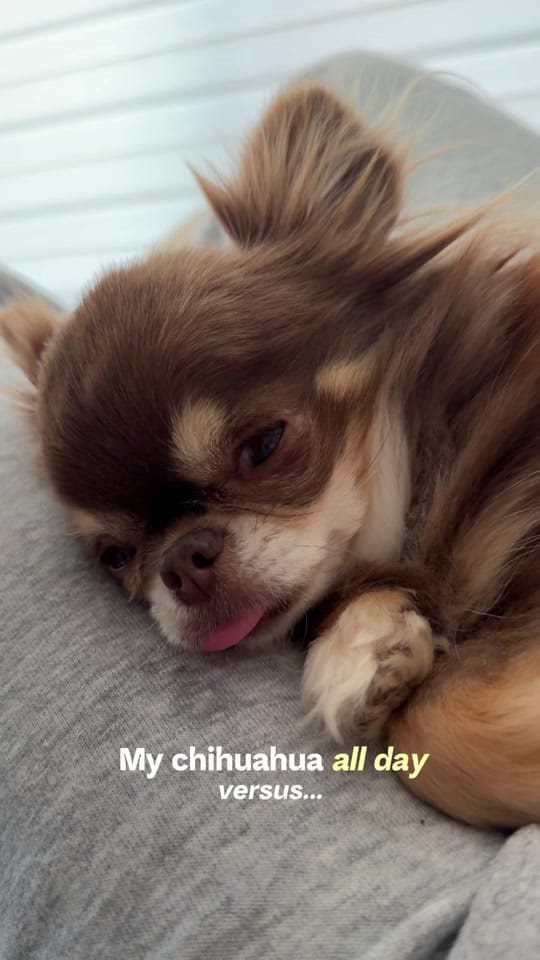 Post 2 by Lou the Chichi on TikTok (video)