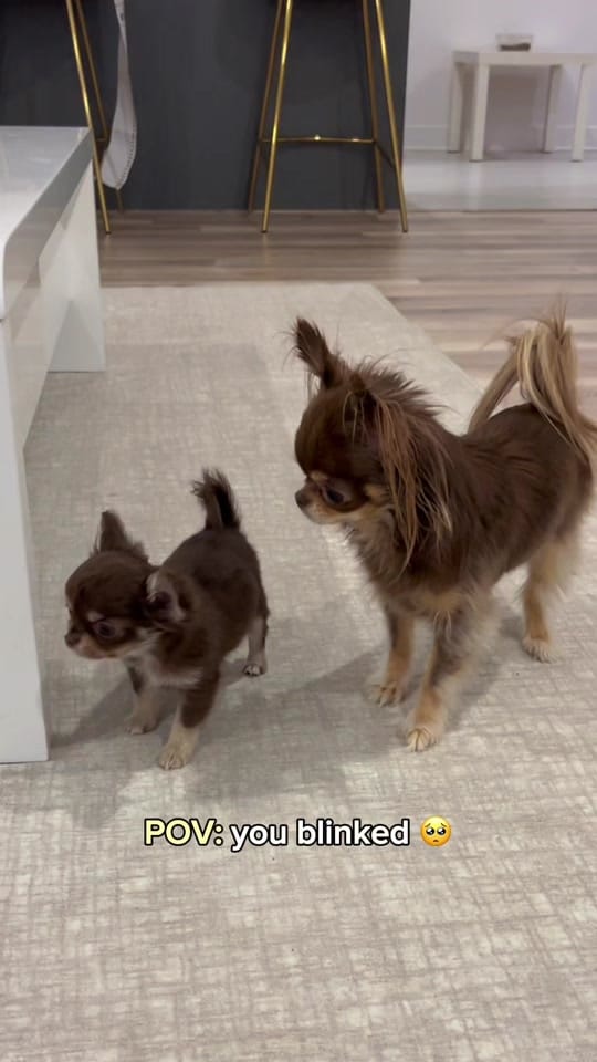 Post 1 by Lou the Chichi on TikTok (video)