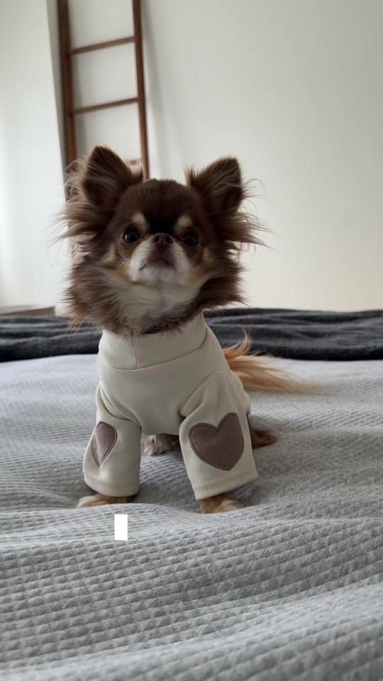 Post 10 by Lou the Chichi on TikTok (video)