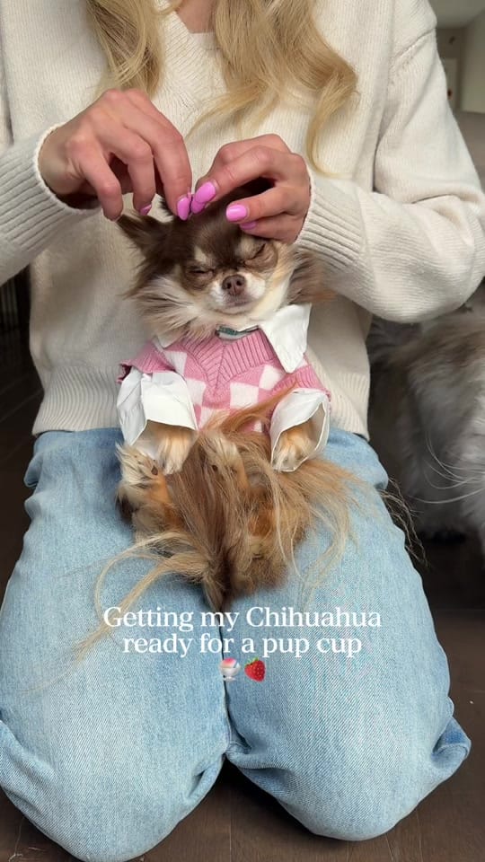 Post 9 by Lou the Chichi on TikTok (video)