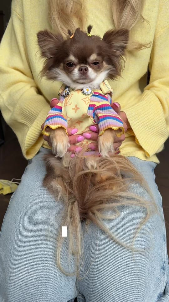 Post 8 by Lou the Chichi on TikTok (video)