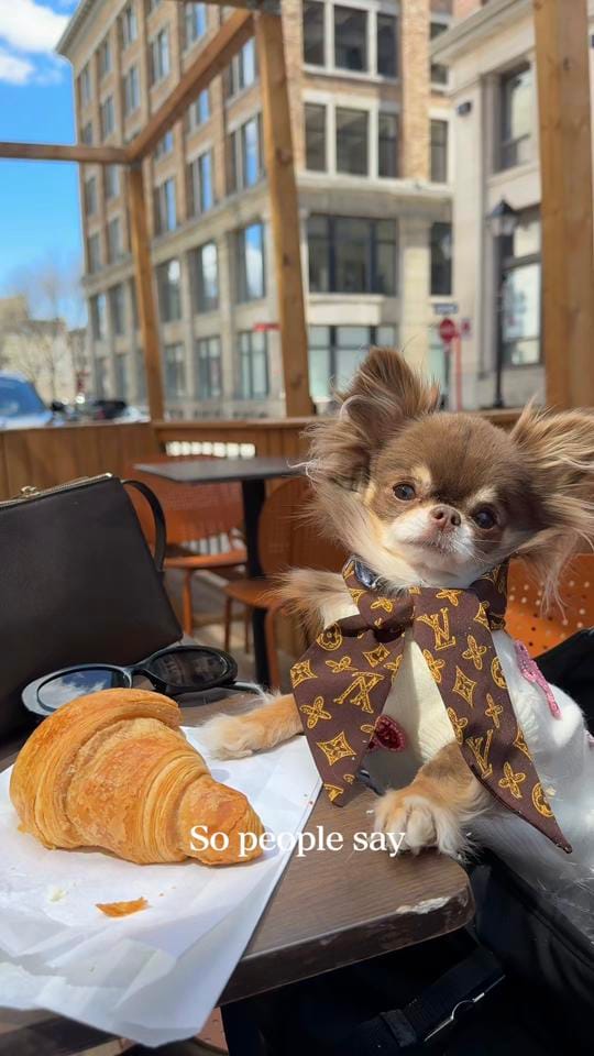 Post 6 by Lou the Chichi on TikTok (video)