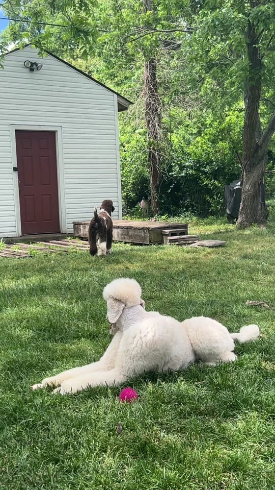 Post 3 by BrittanyC on TikTok (video)