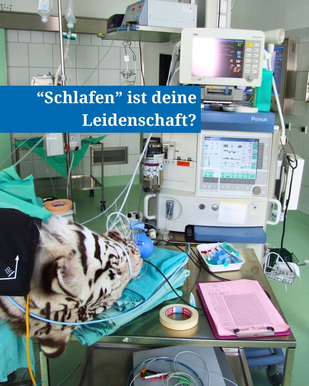 Post 1 by Stiftung Tierärztliche Hochschule Hannover on Instagram (carousel)