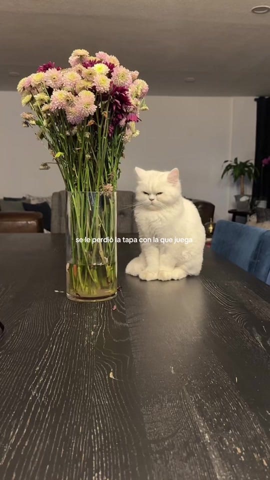 Post 8 by nicole on TikTok (video)
