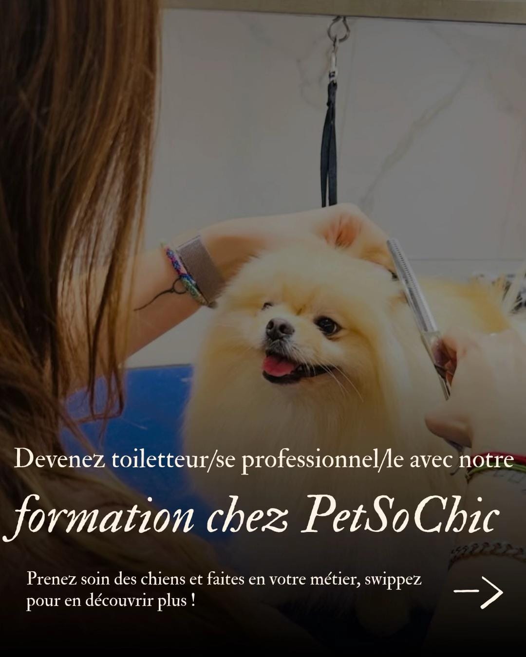 Post 5 by Petsochic on TikTok (video)