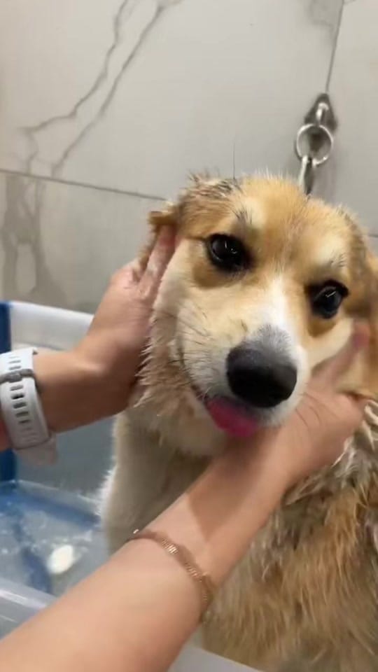 Post 3 by Petsochic on TikTok (video)