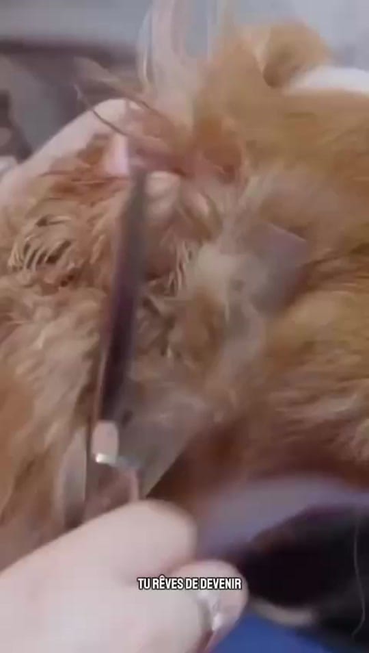 Post 10 by Petsochic on TikTok (video)