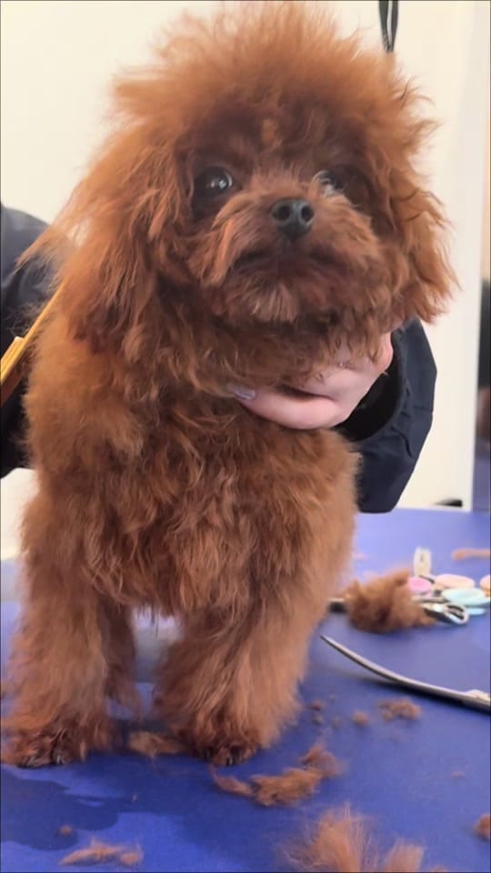 Post 2 by Petsochic on TikTok (video)
