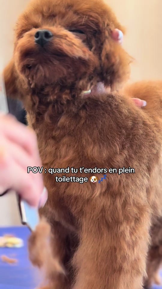 Post 6 by Petsochic on TikTok (video)