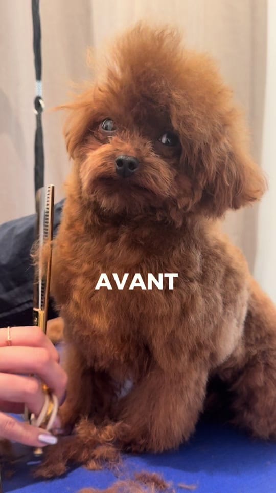Post 8 by Petsochic on TikTok (video)