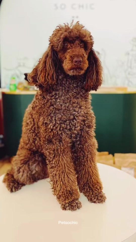 Post 7 by Petsochic on TikTok (video)