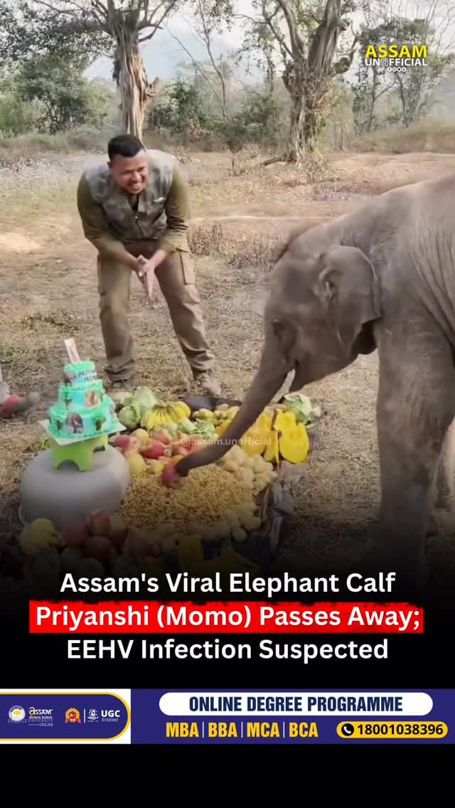 Post 10 by Assam Unofficial on Instagram (video)