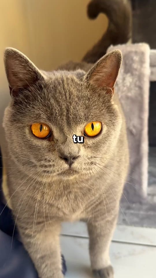 Post 2 by 🦤 Bourbon Bons Plans on TikTok (video)