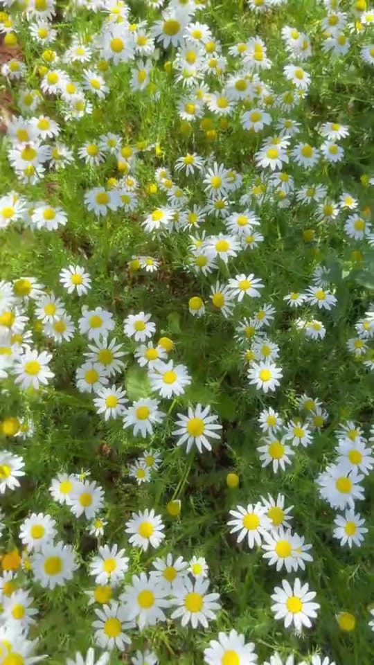 Post 4 by Faten.Al_asadi on TikTok (video)