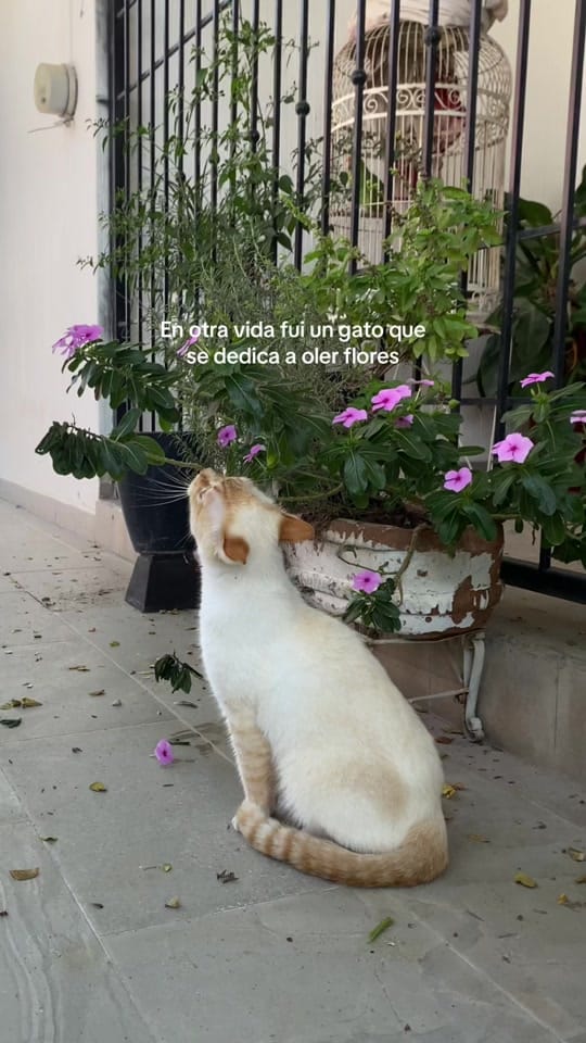 Post 3 by Carla Vega on TikTok (video)